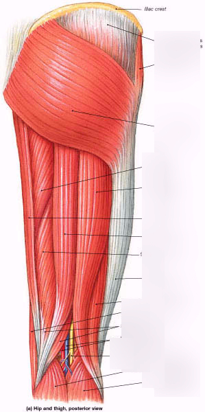 <p>label these parts of the posterior thigh and gluteal region</p><ul><li><p>semitendinosus</p></li><li><p>semimembranosus</p></li><li><p>biceps femoris (long and short)</p></li><li><p>gluteus maximus</p></li><li><p>gluteus minimus</p></li><li><p>piriformis</p></li><li><p>quadratus femoris</p></li><li><p>superior gluteal nerve</p></li><li><p>inferior gluteal nerve</p></li><li><p>sciatic nerve</p></li><li><p>adductor hiatus</p></li><li><p>popliteal vein</p></li><li><p>popliteal artery</p></li><li><p>tibial nerve</p></li><li><p>common peroneal nerve</p></li></ul><p></p>