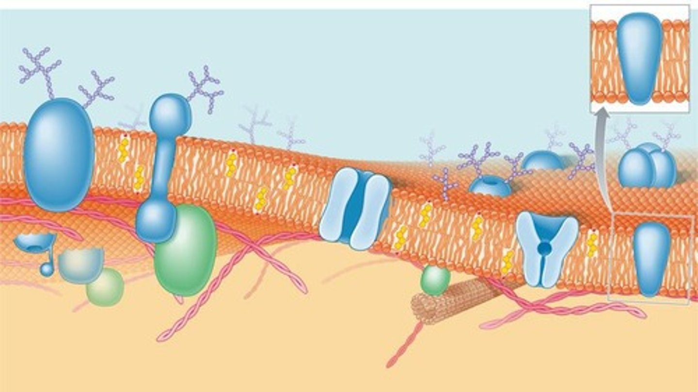 <p>A membrane that allows some substances to pass through it but not others.</p>