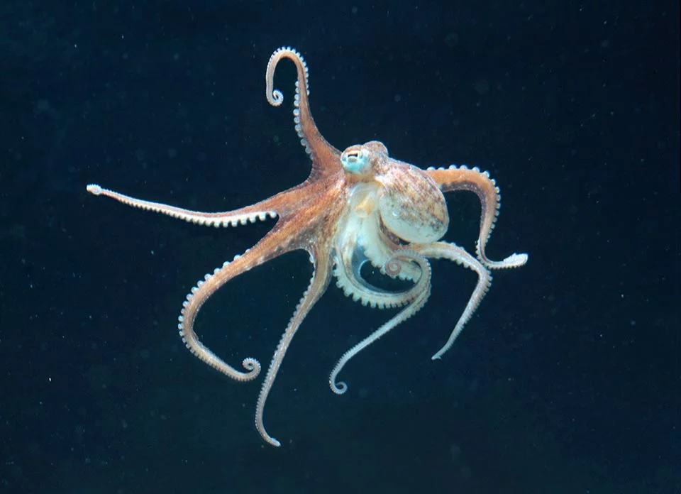 <p>Common octopus</p><p>- Usually measures around 70cm but may reach a maximum of 3m</p><p>- Large globular head with two developed eyes is distinct from the rest of the body.</p><p>- Eight tentacles with double rows of suckers form the body.</p><p>- The skin can emit protuberances of different size and aspect resulting in well-developed mimicry behaviour.</p>
