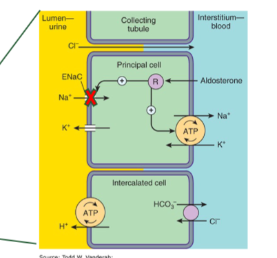 <p>block aldoesterone receptor to inhibit synthesis of ENaC chanenels→ dec. Na+ reabs </p>