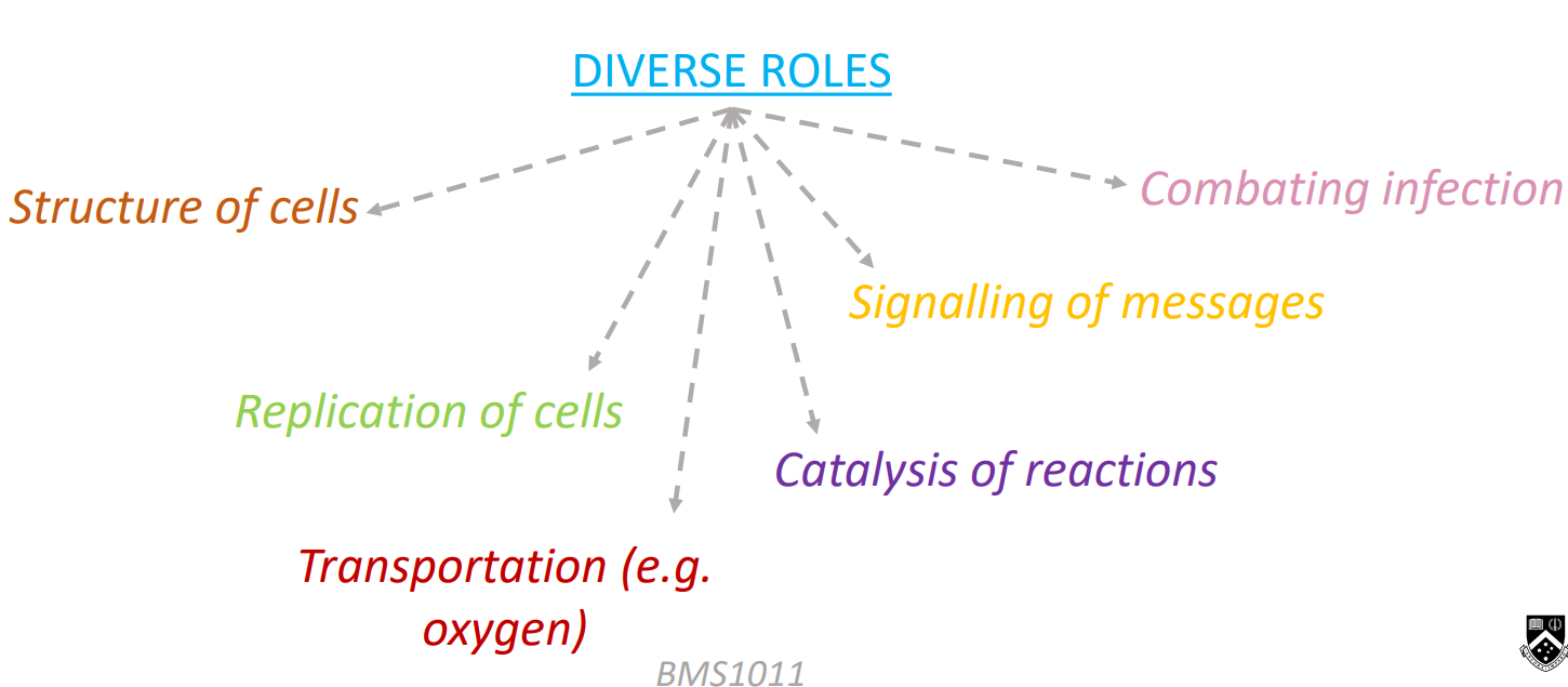 <ul><li><p>Proteins are complex molecules </p></li><li><p>Carry out almost all biological functions </p></li></ul><p></p>