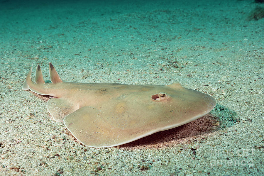 <p>What fish is this</p>