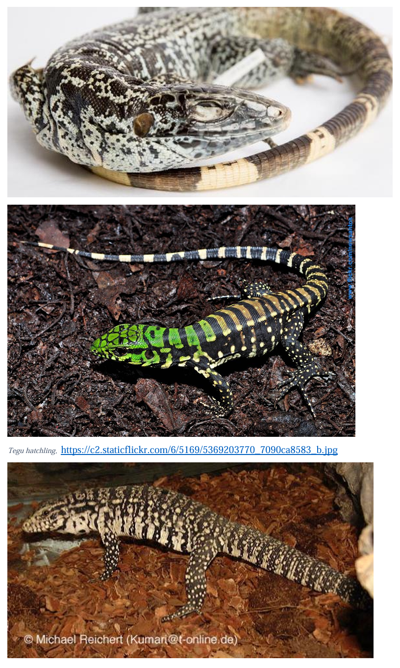 <p>Argentine Black and White Tegu family & family name</p>