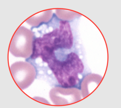 <p>What species does this monocyte belong to? canine, equine, feline, or bovine?</p>