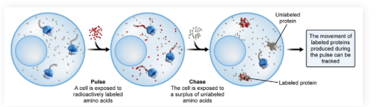 <p>● <strong>Pulse phase</strong>: Amino acids are radioactively labeled and then incorporated into proteins</p>