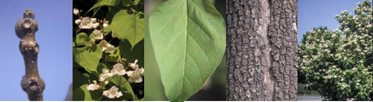 <p>Identify this tree: </p>