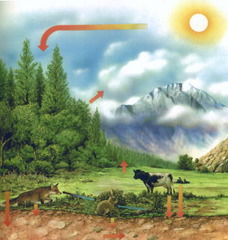 <p>the scientific study of interactions among organisms and between organisms and their environment</p>