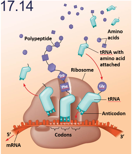 <ol><li><p><strong>mRNA binds </strong>to <strong>ribosome </strong>so that two codons are exposed</p></li><li><p><strong>tRNA </strong>with <strong>methionine </strong>is <strong>first </strong>to bind</p></li><li><p><strong>second </strong>tRNA (to match second codon) brings in <strong>second amino acid</strong></p></li><li><p>enzyme catalyzes <strong>peptide bond </strong>formation</p></li><li><p><strong>ribosome </strong>moves <strong>one codon </strong>along chain and process <strong>repeats</strong></p></li><li><p>continues until <strong>stop codon reached</strong></p></li><li><p>at stop codon, <strong>chain </strong>is <strong>released </strong>and ribosome <strong>complex disassembles</strong></p></li></ol><p></p>