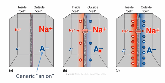 <p>Na+ initially moves into the cell down its concentration gradient. Because only Na+ (not A−) can cross via the transporter, this creates a charge imbalance (slightly more positive charge on one side), which counteracts further net Na+ influx. At equilibrium, the concentration gradient balances the electrical field so there is no net movement of Na+.</p>