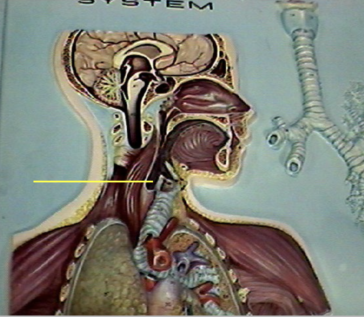 <p>Identify the organs of the digestive tract.</p>