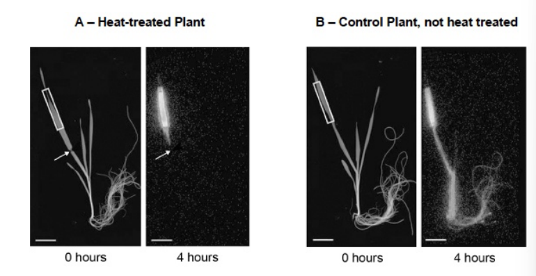 <p>Scientists investigated the effect of a heat treatment on mass transport in barley</p><p>plants.</p><p>• They applied steam to one short section of a leaf of the heat-treated plants.</p><p>This area is shown by the arrows in Figure 1.</p><p>• They did not apply steam to the leaves of control plants.</p><p>• They then supplied carbon dioxide containing radioactively-labelled carbon</p><p>to each plant in the area shown by the rectangular boxes in Figure 1.</p><p>• After 4 hours, they:</p><p>◦ found the position of the radioactively-labelled carbon in each plant.</p><p>These results are shown in Figure 1.</p><p>◦ recorded the water content of the parts of the leaf that were supplied</p><p>with radioactively-labelled carbon dioxide. These results are shown in</p><p>the table.</p><table style="min-width: 50px;"><colgroup><col style="min-width: 25px;"><col style="min-width: 25px;"></colgroup><tbody><tr><th colspan="1" rowspan="1"><p>Plant from which the leaf was taken</p></th><th colspan="1" rowspan="1"><p>Water content of leaf / % of maximum (± 2 standard deviations)</p></th></tr><tr><td colspan="1" rowspan="1"><p>Heat-treated Plant A</p></td><td colspan="1" rowspan="1"><p>84.6 (±11.3)</p></td></tr><tr><td colspan="1" rowspan="1"><p>Control Plant, not heat treated B</p></td><td colspan="1" rowspan="1"><p>92.8 (±8.6)</p></td></tr></tbody></table><p>The scientists concluded that this heat treatment damaged the phloem. Explain how the results in Figure 1 support this conclusion. (2) </p>