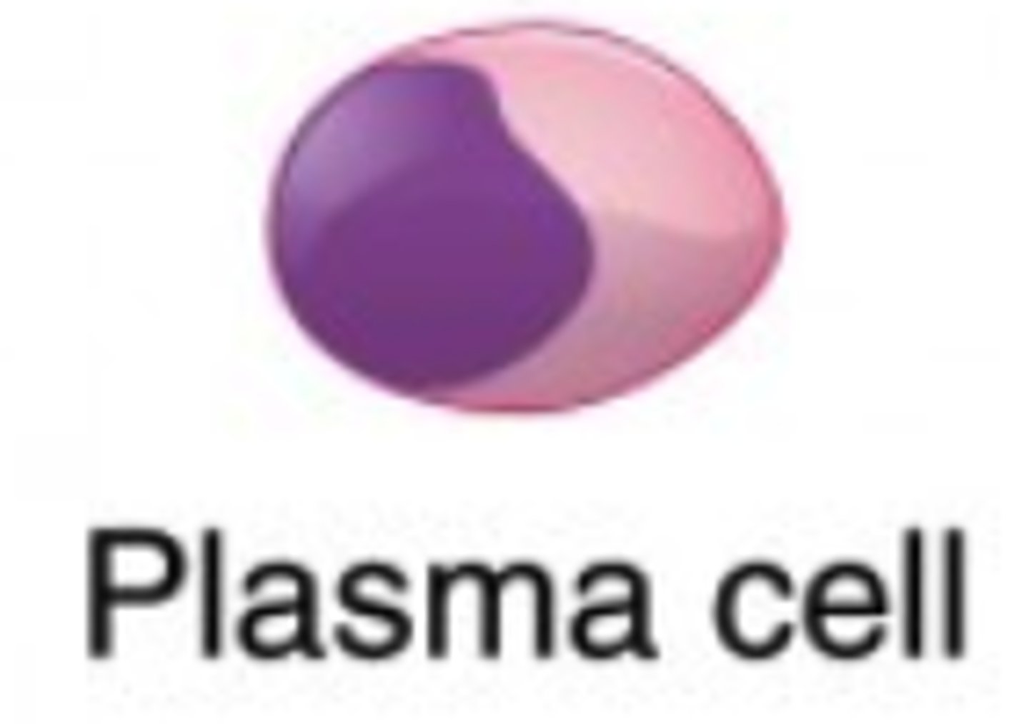 <p>plasma cells</p>