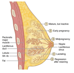 <p>What does each lobe of the mammary gland represent?</p>