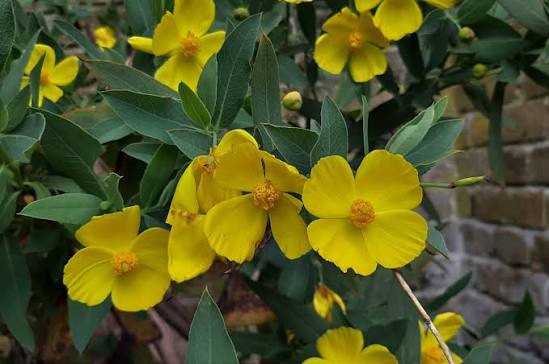 <p>Bush Poppy</p>