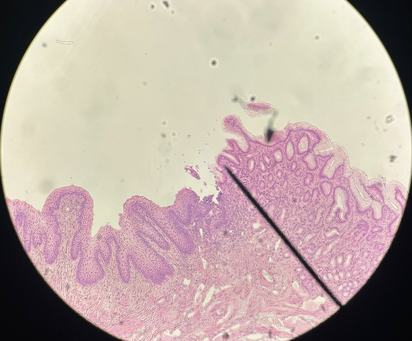 <p>Where is this tissue found / Identify organ</p>