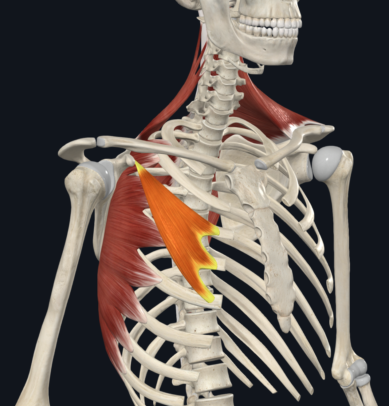 <p>muscle acting on scapula</p><ul><li><p>origin: </p><ul><li><p>ribs 3-5 </p></li></ul></li><li><p>insertion: </p><ul><li><p>coracoid process</p></li></ul></li><li><p>movement:</p><ul><li><p>depresses scapula</p></li></ul></li></ul><p></p>