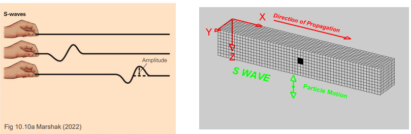 <ul><li><p>by moving material back and forth perpendicular to wave direction</p></li></ul><p></p>