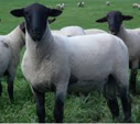 <p>welk type schaap is dit </p>