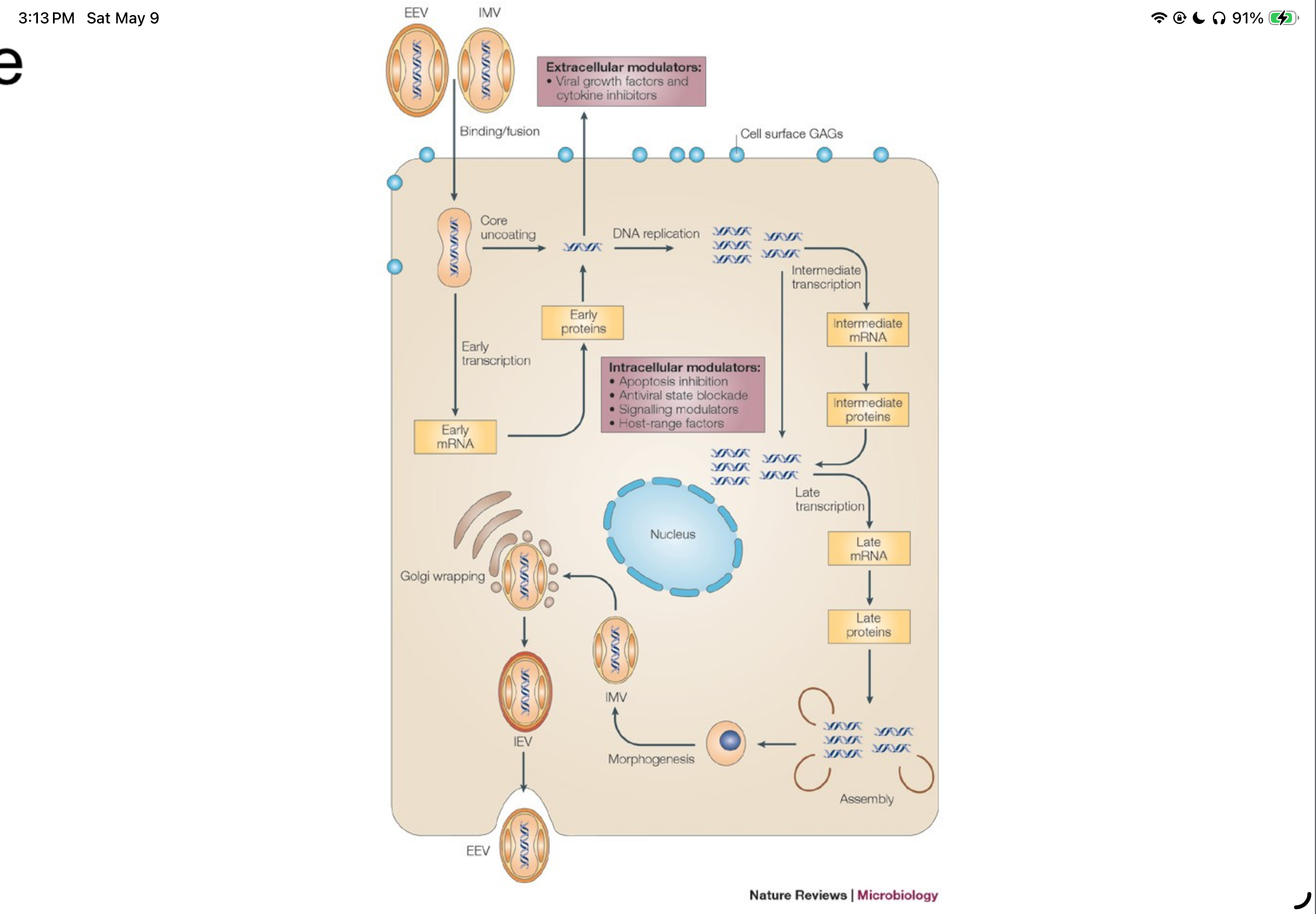 <p>Which type of virus has this life cycle?</p>