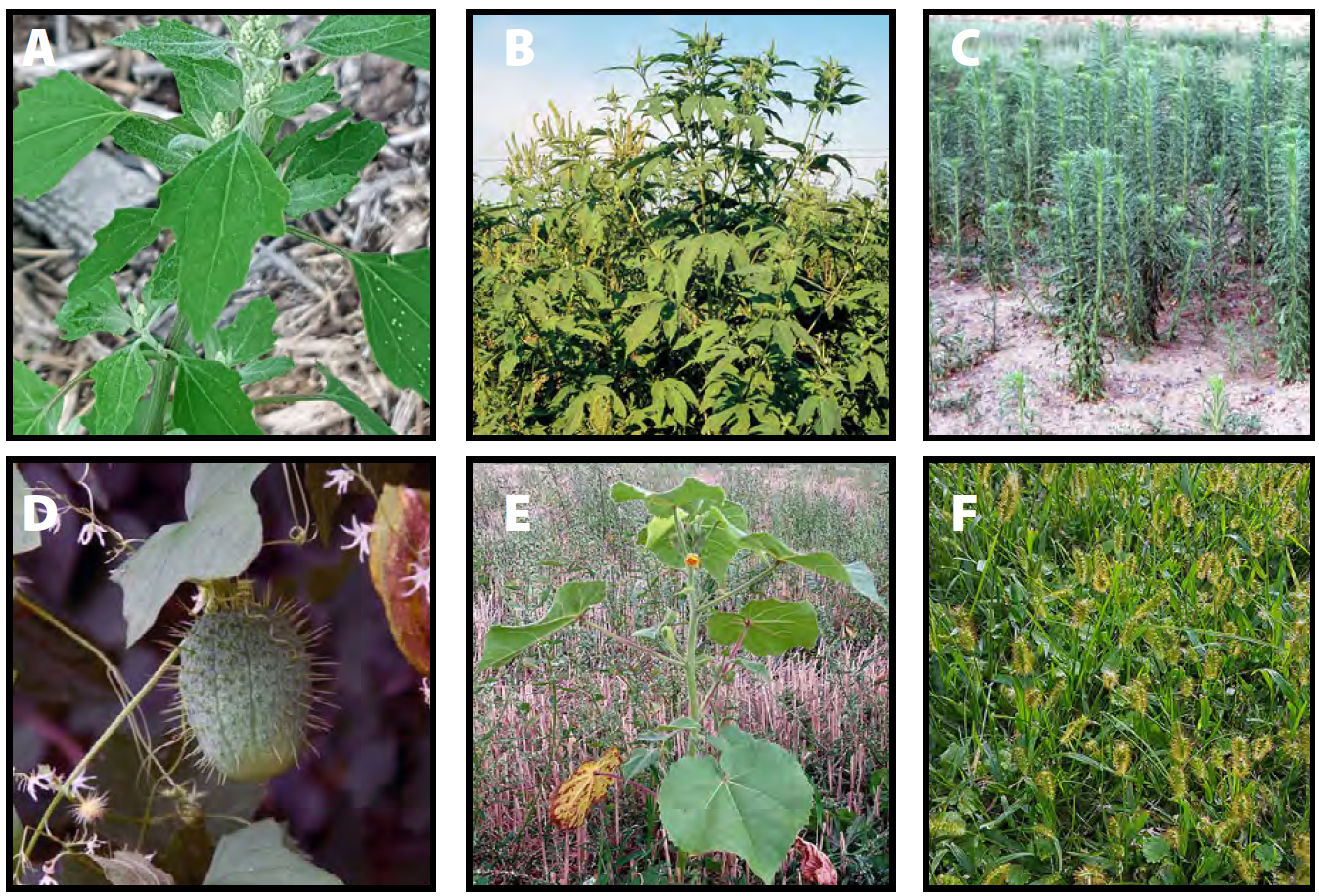 <p>Common annual weeds in Wisconsin</p>