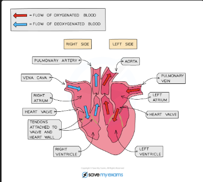 <p>Deoxygenated blood → vena cava → right atrium → right ventricle → pulmonary artery → lungs → oxygenated blood → pulmonary vein → left atrium → left ventricle → aorta → body </p>