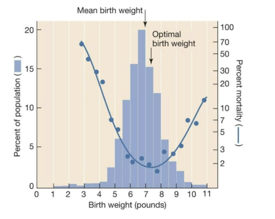 <p>Human birth weight</p>