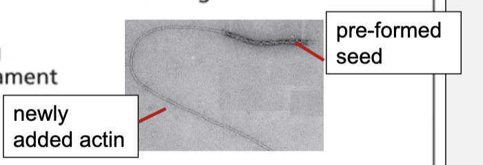 <ul><li><p>added to (+) end of the seed</p></li></ul><p></p>