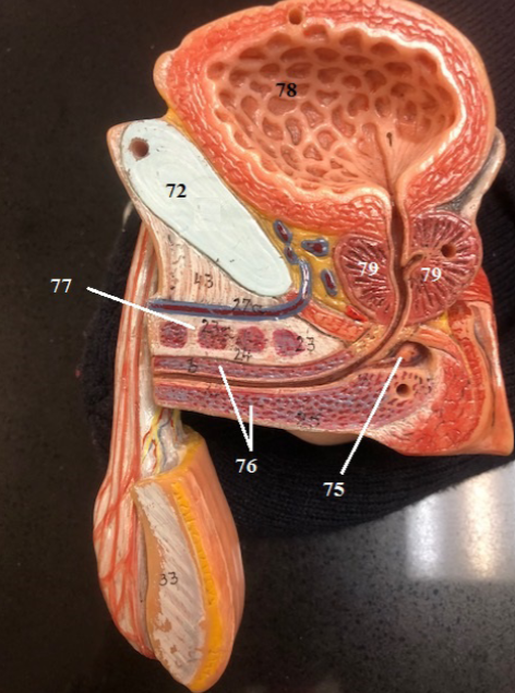 <p>Label These Structures</p>