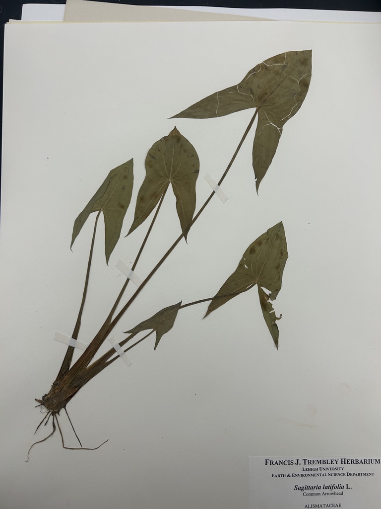<p>Common arrow-head</p>