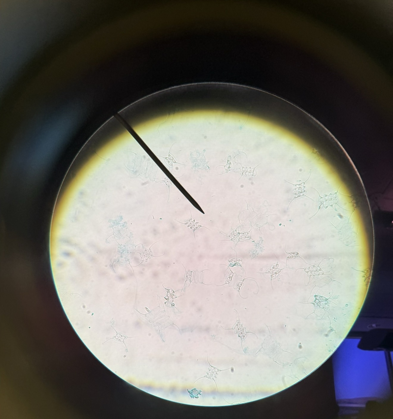 <p>What is this?</p>