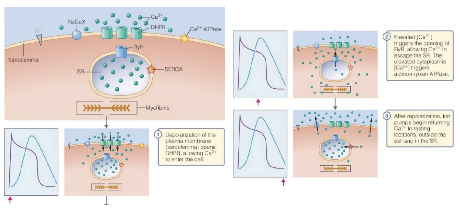 <ul><li><p><u>RyR channel is separated from DHPR channels</u></p><ul><li><p>In skeletal, they are physically attached</p></li></ul></li></ul><p></p><ul><li><p>1) AP spreads along sarcolemma and into T-tubules, reaches <strong>voltage-gated DHPR channel</strong>, opens due to DP</p></li><li><p><span style="color: red;"><strong><span>2) Ca2+ enters cells through the DHPR channel</span></strong></span></p></li><li><p><span style="color: blue;"><u><span>3) </span></u><strong><u><span>Ca2+ level gets high enough</span></u></strong></span><span style="color: blue;">, </span><span style="color: blue;"><span>THEN RyR channels open </span></span><span style="color: rgb(0, 0, 0);"><span>→ </span></span><strong>DEPOLARIZATION OPENS SARCOPLASMIC RETICULUM (RyR)</strong></p><ul><li><p>Ca2+ levels in sarcoplasm sharply rise</p></li></ul></li><li><p></p></li></ul><ul><li><p><strong>Increases latency period between AP and contraction</strong>, which is <span style="color: green;"><strong><span>important for the heart to relax and refill with the next beat</span></strong></span></p></li><li><p><span style="color: blue;"><strong><u><span>Cardiac RyR</span></u><span> is similar to a voltage-gated channel in Cardiac muscle, but not in skeletal muscle, where it is more like a mechanically gated channel</span></strong></span></p></li></ul><p></p><p></p>