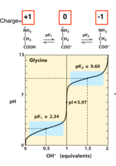 <p>9.60; corresponds to deprotonation of the α-amino group.</p>