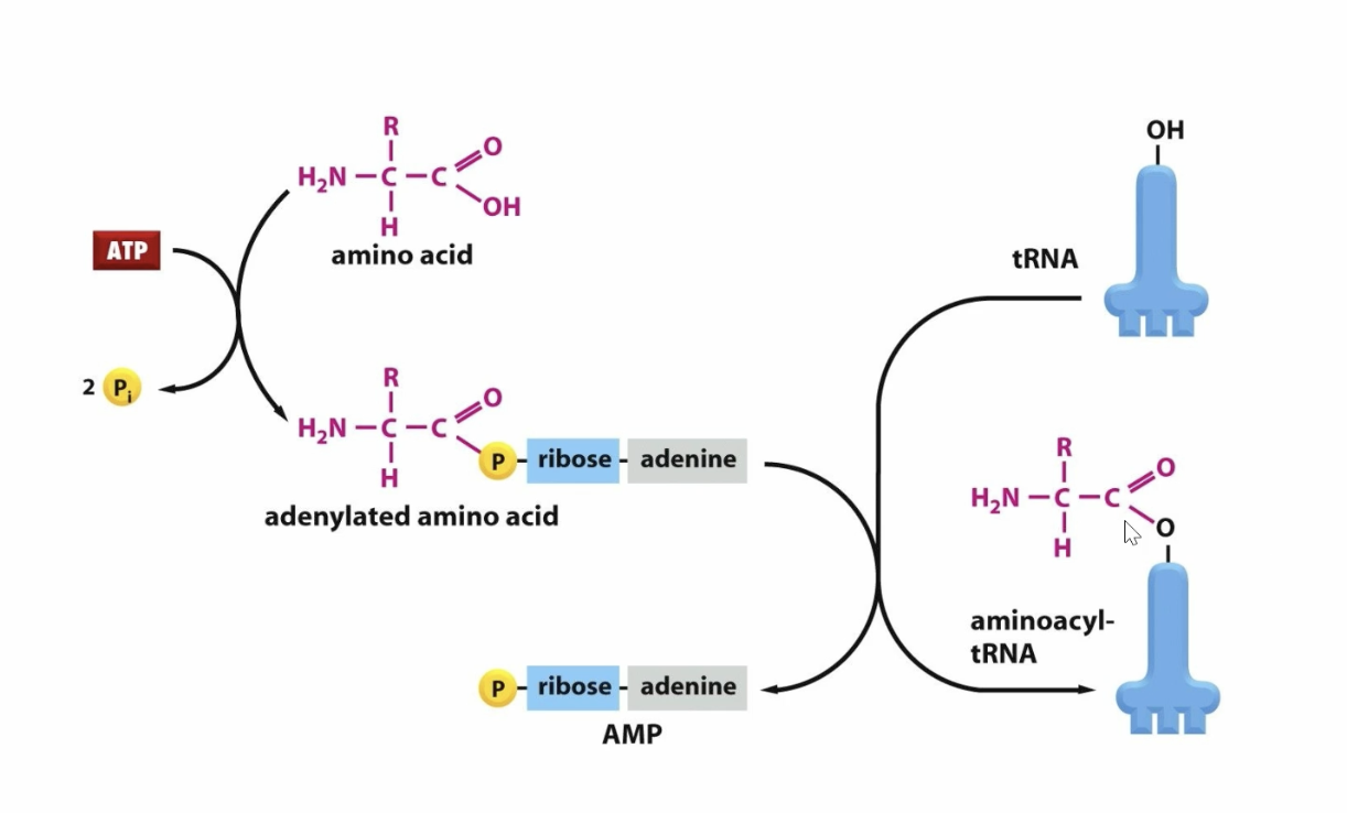 <p>amino acid becomes adenylated using ATP → AMP and then it is transferred to the high energy bond with tRNA making aminoacyl-tRNA on the 3’ end</p>