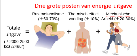 <ul><li><p>rustmetabolisme (60-70%)</p></li><li><p>thermisch effect voeding (10%)</p></li><li><p>mechanische arbeid (20-30%)</p></li></ul><p></p><p>= totale uitgave</p><p>= ± 2000 à 2500 kcal/24uur</p><p></p><p>—</p><p><span>Een volwassene eet doorgaans 2000 tot 2500 kcal per dag.</span></p><p style="text-align: left;"><span>Die verbruikt die 60% à 70% ervan in het rustmetabolisme.</span></p><p style="text-align: left;"><span>Afhankelijk van de omgevingstemperatuur ongeveer 10% ervan aan thermisch effect van de voeding.</span></p><p style="text-align: left;"><span>En afhankelijk van hoeveel fysieke activiteit je op een dag doet 20% à 30% naar mechanisme arbeid.</span></p>
