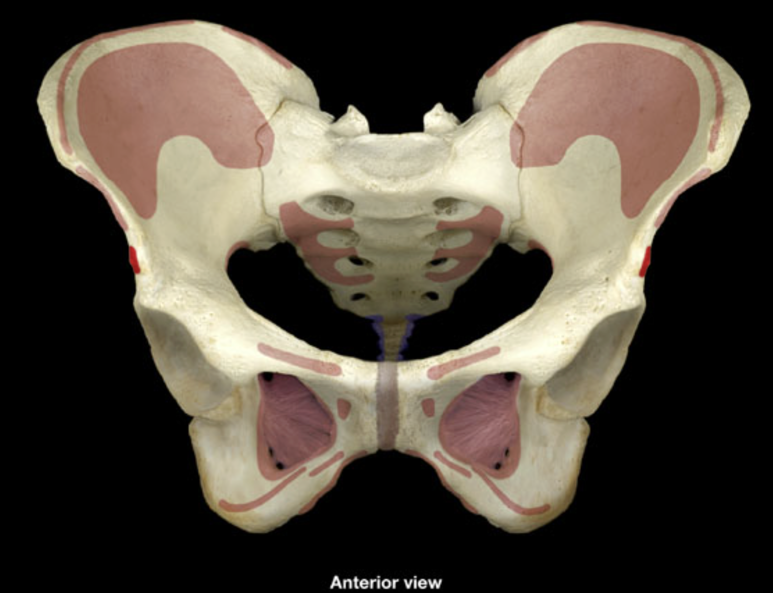 <p>anterior inferior iliac spine</p><p>groove superior to acetabulum</p>
