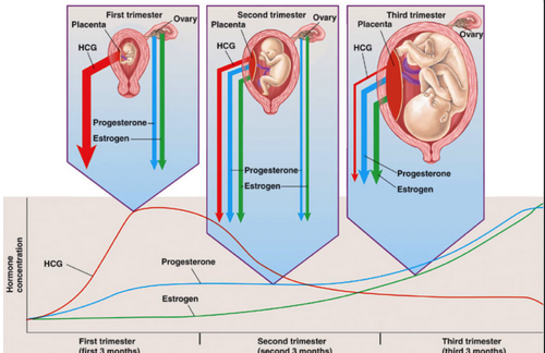 <p>rising estrogen levels</p><p>rising oxytocin levels</p><p>prostaglandin production</p>