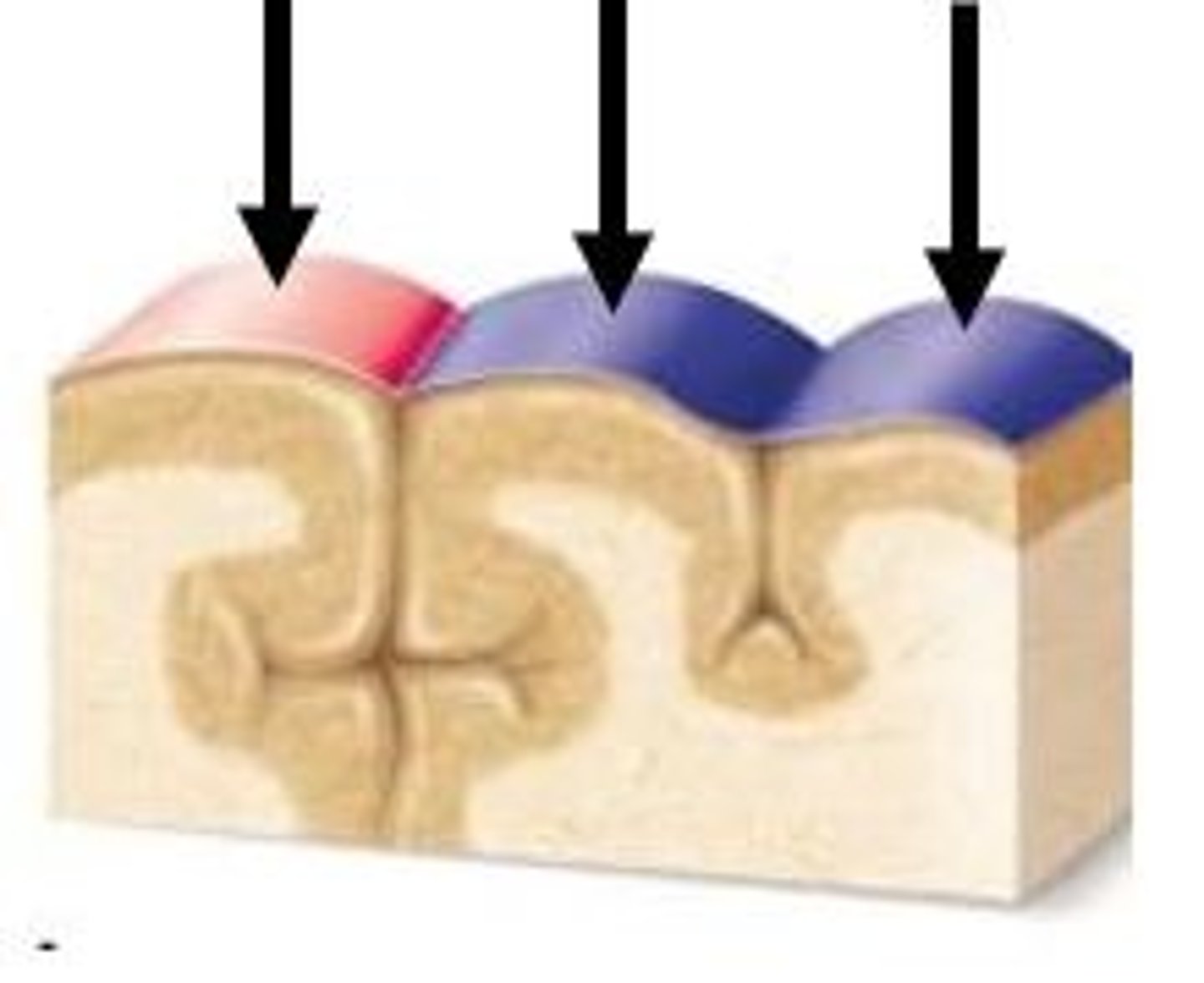 <p>elevated ridges or hills</p>