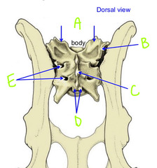 <p>A</p>
