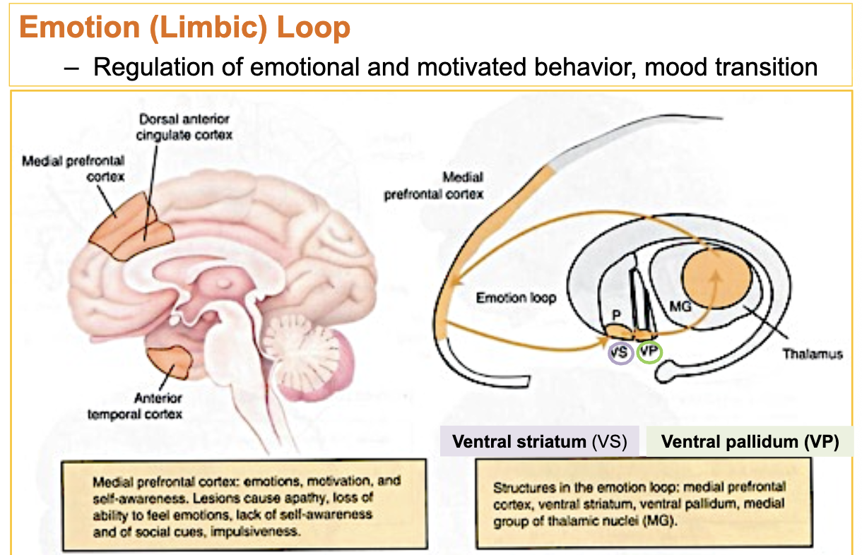 <p>medial pre-frontal, anterior cingulate cx → ventral striatum → ventral pallidum → GPi, SNr → Thalamus (MD) → Cx</p><ul><li><p>important for regulating emotional and motivated behavior, determining reward, mood transition</p></li><li><p>hyjacked in addiction</p></li></ul><p></p>