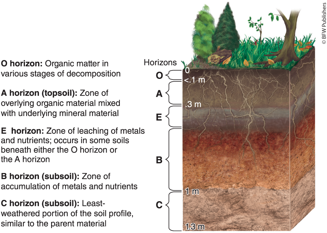 <ul><li><p><strong>O</strong> - organic matter. dead leaves, twigs, animals, humus ( very decomposed organic matter)</p></li><li><p><strong>A </strong>- topsoil, organic matter + minerals, lots of nutrients, important for plant growth</p></li><li><p><strong>E</strong> - leaching layer, leaching removes minerals from this layer, not always present, found in some acidic soils</p></li><li><p><strong>B</strong> - sub soil, metals </p></li><li><p><strong>C</strong> - least weathered layer, very similar to parent material</p></li></ul><p></p>