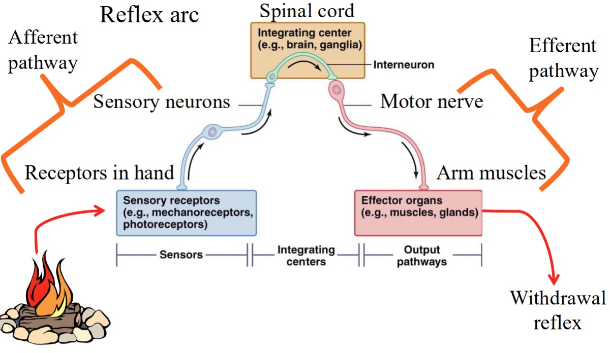 <p>What are the parts of a reflex arc?</p>
