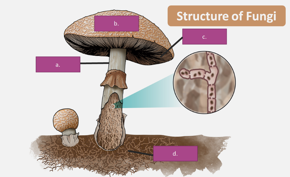 <p>A: </p><p>B: </p><p>C:</p><p>D:<br>_______<br>A. Septum </p><p>B. Mycelium </p><p>C. Gills </p><p>D. Hyphae </p><p>E. Cap </p><p>F. Nuclei </p><p>G. Stipe</p>