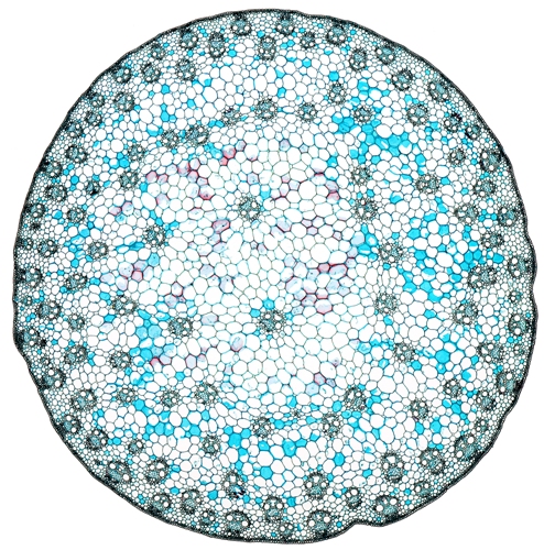 <p>Identify this cross section and label</p>