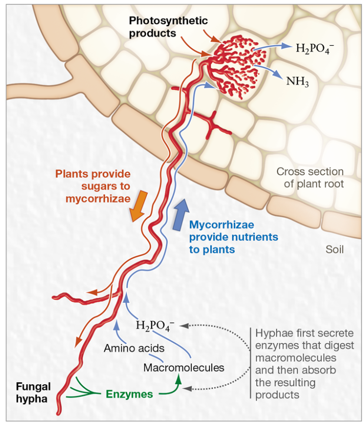 <p>How do mycorrhizal fungi enhance nutrient absorption?</p>