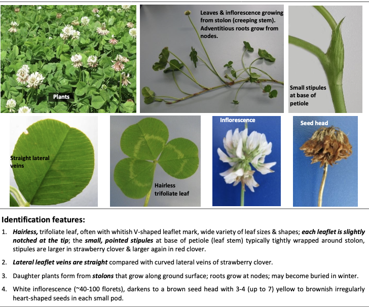 <p><strong>Plant family:</strong> Fabaceae<br><strong>Life cycle:</strong> Perennial<br><strong>Key persistence/spread:</strong> Stolons rooting at nodes; seed<br><strong>Farming systems:</strong> Dairy, sheep, beef — virtually all NZ pastures</p><p><strong> How to identify</strong></p><p>Is a low‑growing, creeping legume that spreads by above‑ground stolons, which root at the nodes. This creeping habit is the most important feature distinguishing it from other clovers. Individual plants are hard to define because stolons constantly fragment and re‑root.</p><p>Leaves are trifoliate and hairless, with leaflets usually bearing a white or pale V‑shaped marking, though this can vary by cultivar and environment. Each leaflet has a small notch at the tip, which is subtle but characteristic. The leaf stalk (petiole) emerges directly from the stolon.</p><p>At the base of each petiole are small, pointed stipules, often wrapped tightly around the stolon. This helps distinguish it from <u>strawberry</u> clover (larger stipules) and red clover (much larger stipules and upright growth).</p><p>Flower heads are white, rounded, and borne on separate stalks, well above the leaves. After flowering, heads turn brown as seeds mature.</p><p>Commonly confused with:</p><ul><li><p>Subterranean clover → Subterranean clover is hairy and does <em>not</em> form stolons.</p></li><li><p>Red clover → red clover is upright with hairy leaves and no stolons.</p></li></ul><p></p>