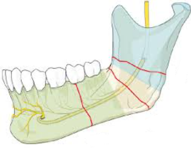 <p>Main regions of mandible</p>