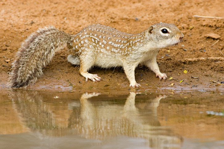 <p>Small to medium terrestrial rodents of grasslands, shrublands, deserts, and open woodland edges.</p><p>Typically semi-colonial, living in burrow systems with variable spacing depending on species and habitat. Diurnal omnivores that feed mainly on seeds, grasses, and insects.</p><p>Are true hibernators, but will stay active in warm environments.</p><p><strong>Spotted lines, small ears.</strong></p>
