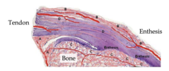 <p>vascular supply in ligaments and tendons is not good, where are they found?</p>