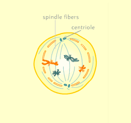 <p>Centriole pairs</p>