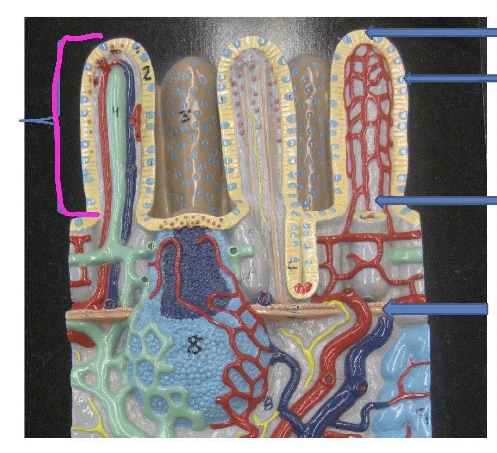 knowt flashcard image
